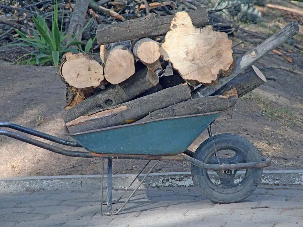 Plaga obliga a talar árboles del Pasteur