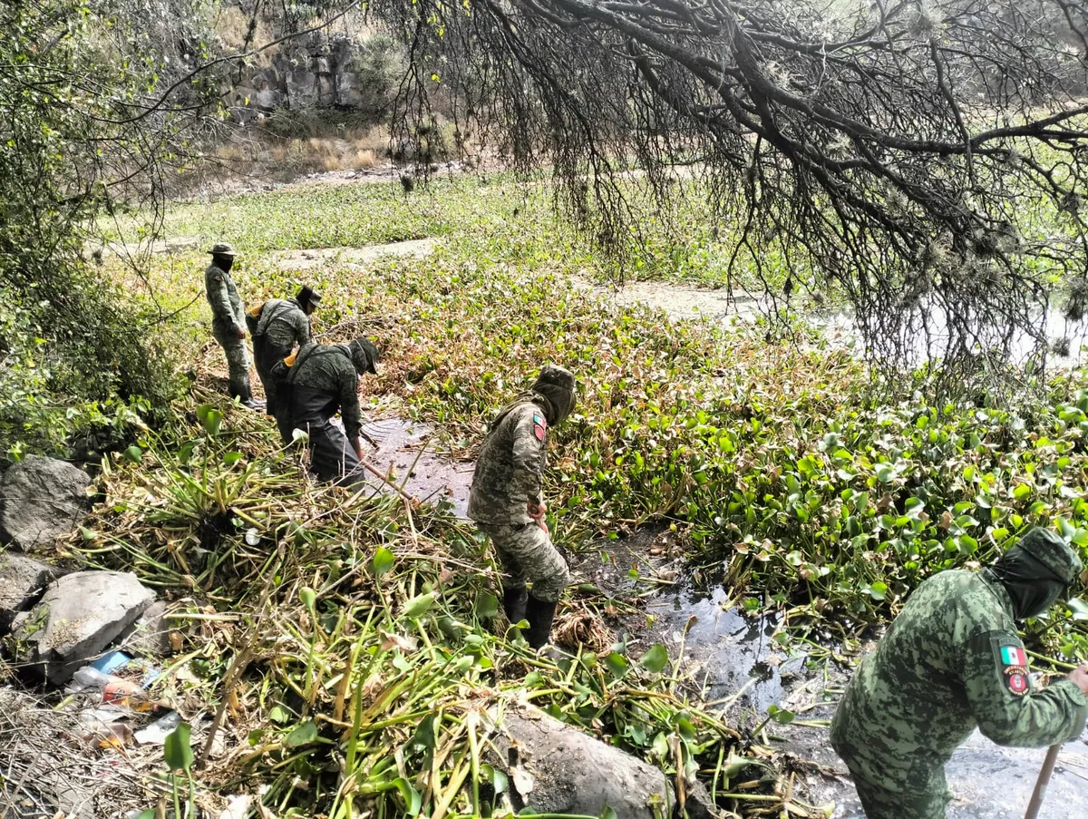 Plan DN-III-E en Hidalgo: limpian lirio acuático en presa Endhó