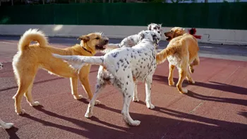 Personas y perros participan en actividades del Perro Fest 2026 en Pachuca.