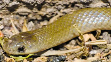Descubren en México nueva especie de serpiente subterránea Yakacoatl tlalli
