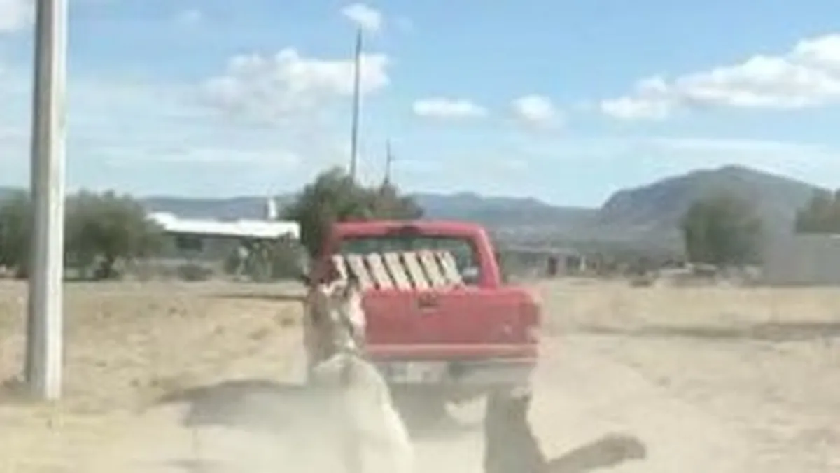 Rescatan a burrito maltratado en Zempoala