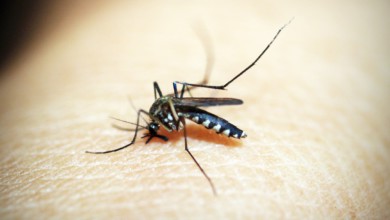 dengue huasteca hidalguense