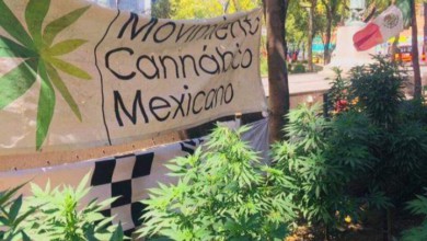 Movimiento Cannabis México